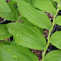 Polygonatum verticillatum